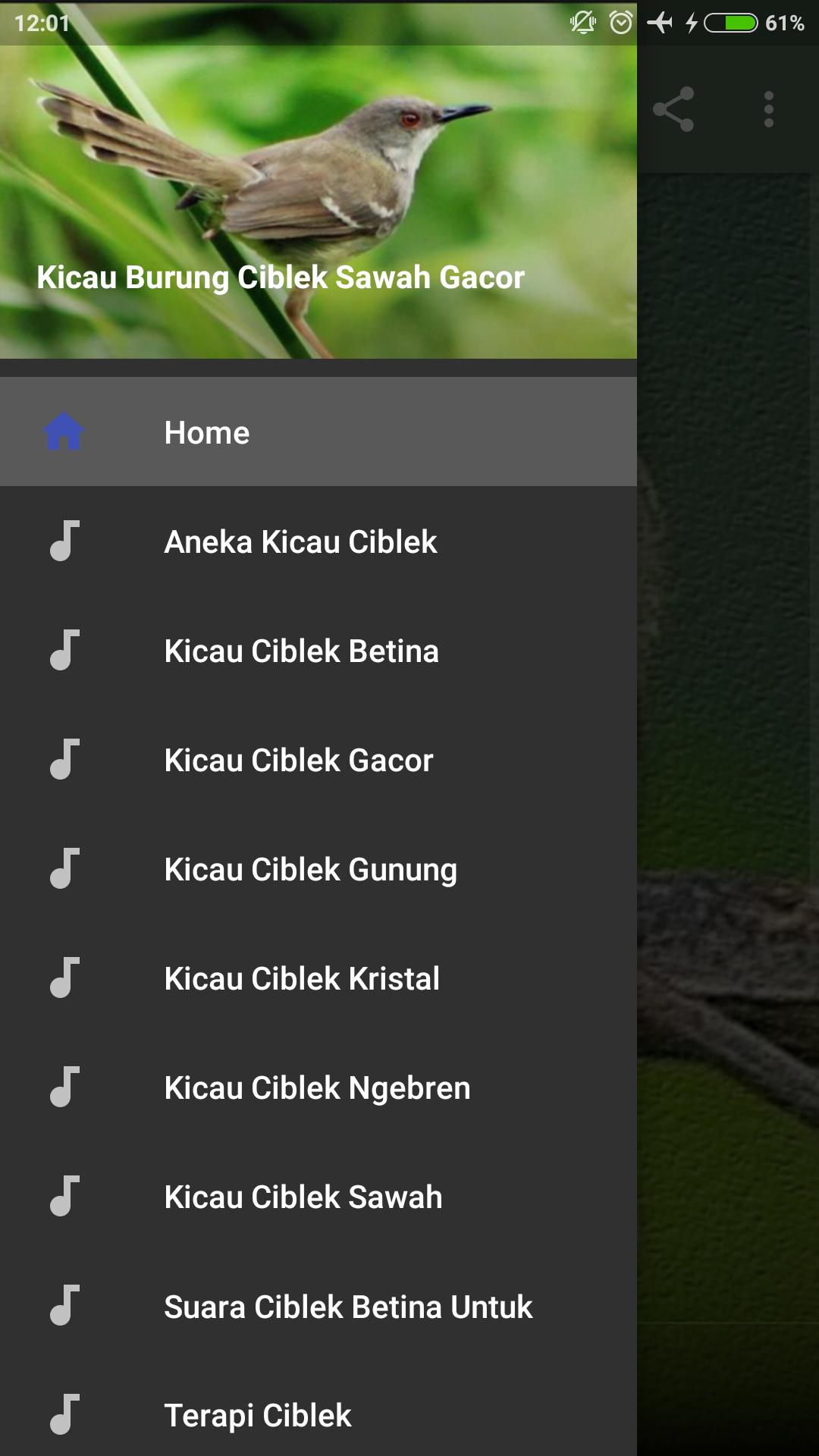 Kicau Ciblek Sawah Ngebren Panjang For Android Apk Download
