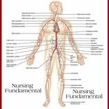 Fundamental Of Nursing