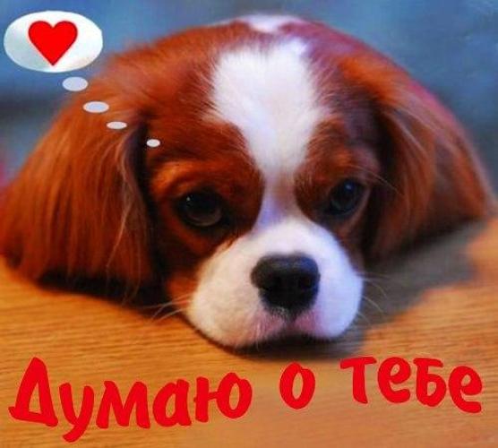 Картинка думаю о тебе и скучаю