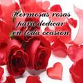 Hermosas Rosas para dedicar en toda ocasión