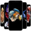 Betta Fish Wallpaper