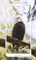 Eagle  Wallpaper screenshot 2