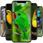 Bird Wallpaper আইকন