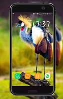 Bird Wallpaper পোস্টার