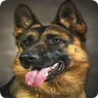 Dog Wallpaper icon
