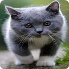 Kitten Wallpaper simgesi
