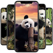 Panda Wallpaper