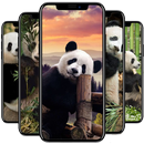 Panda Wallpaper APK