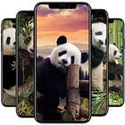 Panda Wallpaper biểu tượng