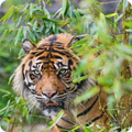 Tiger Wallpaper