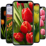 Tulip Wallpaper icon