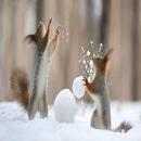 Funny animals)) APK