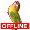 Masteran Lovebird Offline Kicau Love Bird