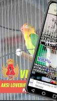 Masteran Lovebird Offline Kicau Love Bird Affiche