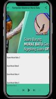 Masteran Murai Batu Offline captura de pantalla 3