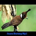 Cililin mp3