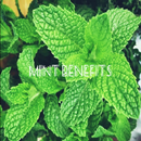 Health Benefits of Mint APK