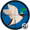 Pato Reclamo