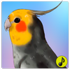 Canto de Ninfas icon
