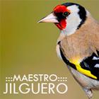 Maestro Jilguero icône