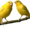 Canaries Info APK