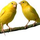 Canaries Info APK