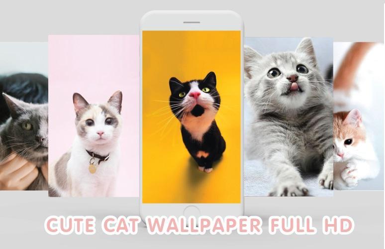 Love Cute Cat Wallpaper Hd For Android Apk Download