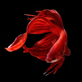 Betta Fish Wallpaper