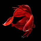 Betta Fish Wallpaper Zeichen