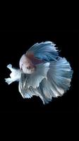 Betta Fish Wallpaper Screenshot 3