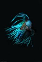 Betta Fish Wallpaper Plakat