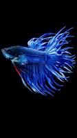 Betta Fish Wallpaper Screenshot 1