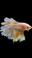 Betta Fish Wallpaper Screenshot 2