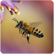 Fonds d'écran abeilles