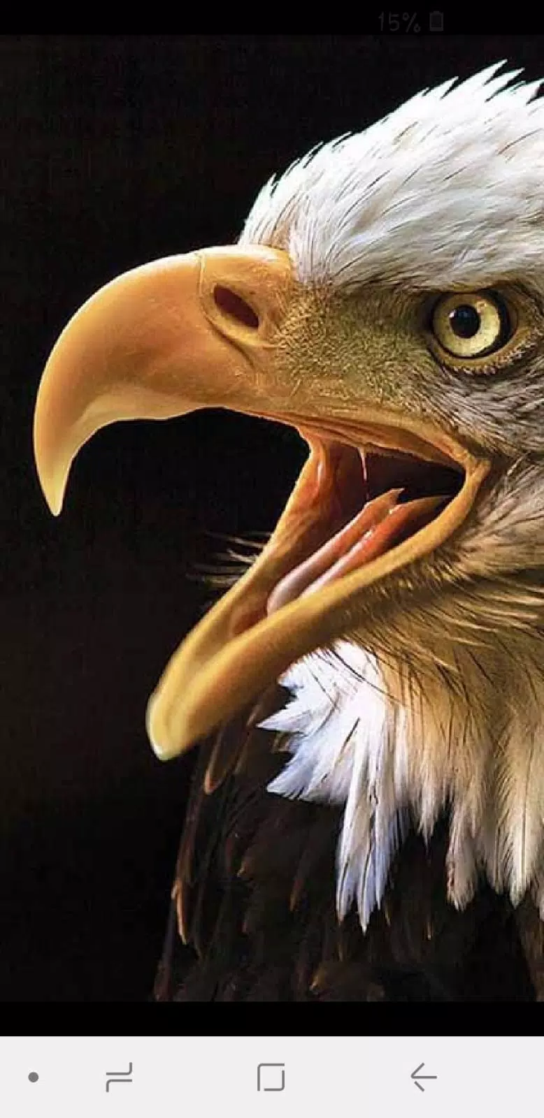 Águilas Fondos de Pantalla, Wa APK for Android Download Águilas Fondos de Pantalla, Wa APK for Android Download