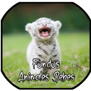 Animales bebé Fondo de Pantalla, Wallpaper HD APK