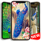 Peacock Wallpapers simgesi