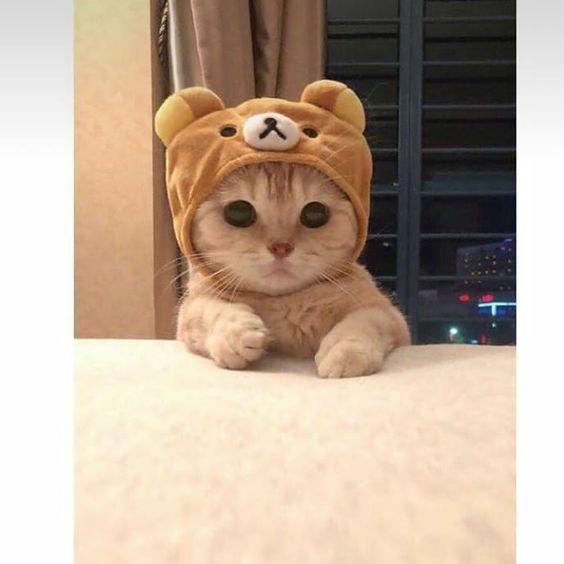 Wallpaper cute cat