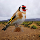 Chant du chardonneret APK