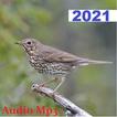 Song Thrush