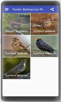 Song Thrush poster