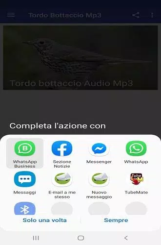 Tordo Bottaccio APK per Android Download