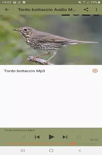 Tordo Bottaccio APK per Android Download