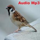 Richiamo passero mp3 icône