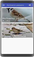 Richiamo passero mp3 Affiche