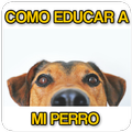 Como educar a mi perro