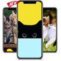 Kitten Wallpaper 2020