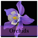 Orchidaceae - HD Wallpapers APK