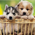 Cute Puppy Wallpapers HD-icoon