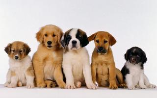 Cute Puppy Wallpapers HD screenshot 2